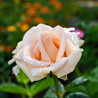 "Роза. После дождя"© :: Владимир Макаров