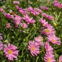 Хризантемы :: Анастасия Логинова