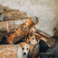Бездомные щенки :: Аня З
