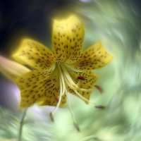 лилейник :: Ольга Cоломатина