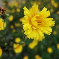 **** :: Алексей Архипов