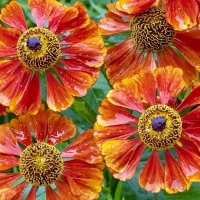 «АВГУСТ - десерт лета!» :: Арина Невская