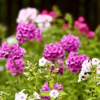 «Август - десерт лета!» :: Арина Невская