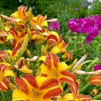 «АВГУСТ - десерт лета!» :: Арина Невская