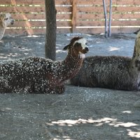 Альпаки :: Митяй Митрич