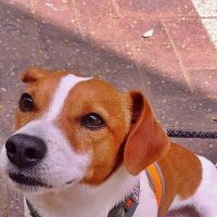 ДЖЕК - РАССЕЛ - ТЕРЬЕР :: Анатолий Малобродский ДЖЕК - РАССЕЛ - ТЕРЬЕР :: Анатолий Малобродский