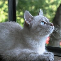 ***** :: Володька Завитушкин