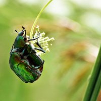 Неземная любовь :: Геннадий Супрун Неземная любовь :: Геннадий Супрун