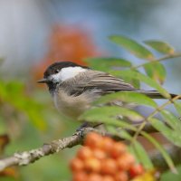 гаичка буроголовая :: Andrey Bragin 