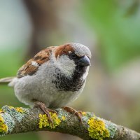 Воробей :: Alex Bush