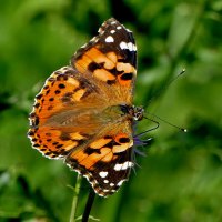 из снятого 1 августа 35 :: Александр Прокудин из снятого 1 августа 35 :: Александр Прокудин