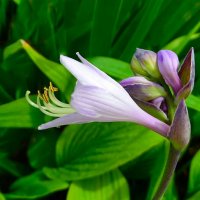 О красоте цветов. :: Милешкин Владимир Алексеевич 