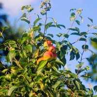 Спеют яблоки :: Сергей Кочнев