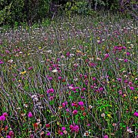 Июль...Цветочное разнотравье! :: Владимир 