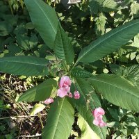 Дикая орхидея ? :: Фотогруппа Весна Дикая орхидея ? :: Фотогруппа Весна