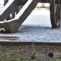 Шишки и орудие :: Юрий Гайворонскiий Шишки и орудие :: Юрий Гайворонскiий