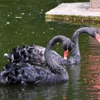 Москва. Сад будущего. Пара... :: Наташа *****