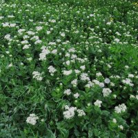 цветущий май :: Елена Шаламова цветущий май :: Елена Шаламова