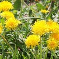 ОДУВАНЧИК - ПЕРВОЦВЕТ ВЕСЕННИЙ :: Валентина 