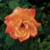 Оранжевая роза Флорибунда :: Валентин Семчишин Оранжевая роза Флорибунда :: Валентин Семчишин