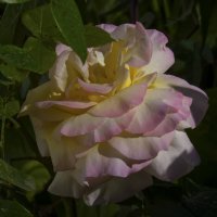 Глория  Дей :: Валентин Семчишин