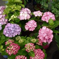 *** :: Валентина Береснева