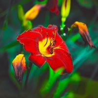 Июль в цвету :: Владимир Кроливец