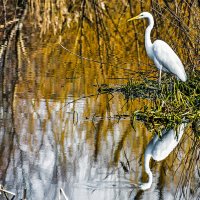 Просто красавец :: Alexandеr P