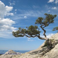 Природа Крыма :: Amazing Cosmea