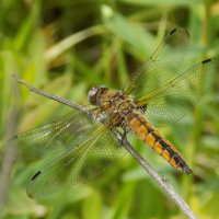 Рыжая стрекоза :: Константин Штарк