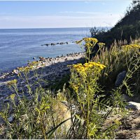 Пижма на берегу моря. :: Валерия Комова Пижма на берегу моря. :: Валерия Комова