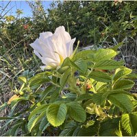 На берегу моря. :: Валерия Комова