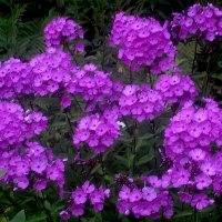 Флоксы :: Елена Семигина Флоксы :: Елена Семигина