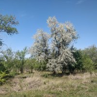 Джигида :: Андрей Хлопонин