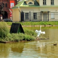 Гордый лебедь в одиночестве распрямил крыла могучие. :: Татьяна Помогалова Гордый лебедь в одиночестве распрямил крыла могучие. :: Татьяна Помогалова