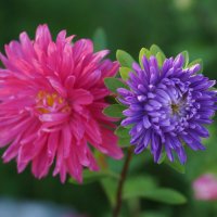 Астра дуэт :: Анна Самара