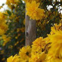 Солнышко в цвете :: Анна Самара