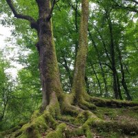 ГОРНЫЙ ПОСЕЛОК ПЛАСТУНКА :: Tata Wolf