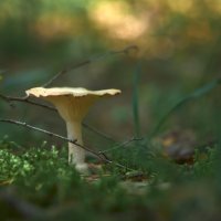 в лесу :: Sergey Gorelov