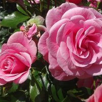 Июльские розы :: Лидия Бусурина Июльские розы :: Лидия Бусурина