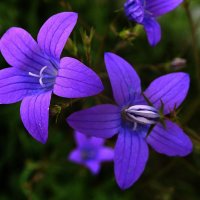 * :: Зоя Мишина