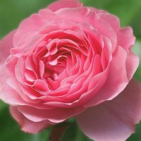 Роза :: Civetta ***