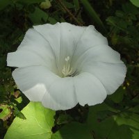 Вьюнок пахнет летом душистым, и дождиком свежим и чистым! А главное, пахнет он детством… :: Freddy 97 Вьюнок пахнет летом душистым, и дождиком свежим и чистым! А главное, пахнет он детством… :: Freddy 97