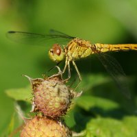 Про одну стрекозу... :: Николай Саржанов