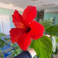 школьные цветы :: Troystik 