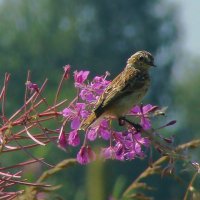 луговой чекан на кипрее :: gawrilа - dan луговой чекан на кипрее :: gawrilа - dan