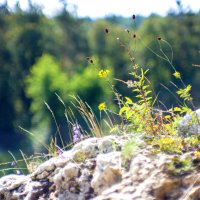 Сквозь камень :: Галина Муха