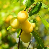 Слива. :: Михаил Колосов 