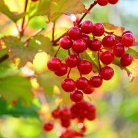 Калина красная. :: Михаил Колосов Калина красная. :: Михаил Колосов