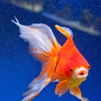 Рыбки :: Андрей 